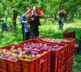 GST rate cuts come as booster shot for agriculture & dairy sectors