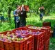 GST rate cuts come as booster shot for agriculture & dairy sectors