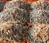 EU lists 102 new Indian fishery establishments for exports: Govt