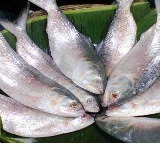 angladesh gifts 1200 tons of Hilsa fish for Durga Puja