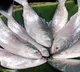 angladesh gifts 1200 tons of Hilsa fish for Durga Puja