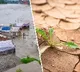 India monsoon variations climate change urban planning impact