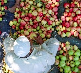 Big relief for Kashmir apple growers, daily parcel train to Delhi from Sep 13