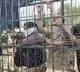Villagers lock up forest officials in tiger cage in Karnataka