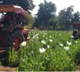 Centre paves way for more farmers to benefit from opium poppy cultivation