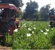 Centre paves way for more farmers to benefit from opium poppy cultivation