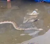 Bhadrachalam Python Creates Panic at Bathing Ghats