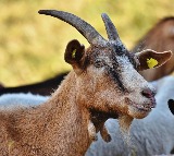 Hyderabad Goat Theft Foiled by Animal Loyalty