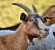 Hyderabad Goat Theft Foiled by Animal Loyalty