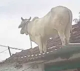 Bull Climbs Onto House Roof To Escape Dogs In Adilabad