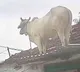 Bull Climbs Onto House Roof To Escape Dogs In Adilabad