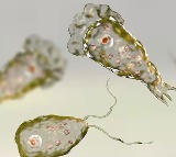 Brain Eating Amoeba Claims 18 Lives In Kerala