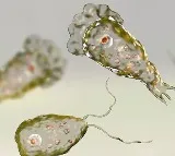 Brain Eating Amoeba Claims 18 Lives In Kerala