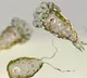 Brain Eating Amoeba Claims 18 Lives In Kerala