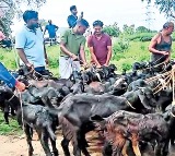 Lorry Driver Sacrifices 151 Goats to Fulfill Vow