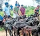 Lorry Driver Sacrifices 151 Goats to Fulfill Vow