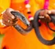 Venkatesh bit snake head after snake bite in Tirupati district