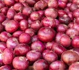 Chandrababu Naidu Government Supports Onion Farmers in Andhra Pradesh