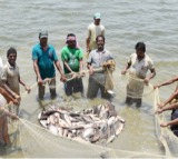 US tariffs dealt blow to Andhra Pradesh’s aqua sector, says CM Naidu