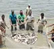 US tariffs dealt blow to Andhra Pradesh’s aqua sector, says CM Naidu