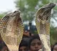 Kanpur woman attacked with snake over dowry demand