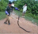King Cobra Creates Stir at Raivada Canal in Anakapalli District