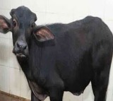 Medak Youth arrested for bestiality caught on CCTV