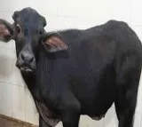 Medak Youth arrested for bestiality caught on CCTV