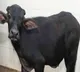 Medak Youth arrested for bestiality caught on CCTV