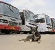 Animal activists urge police protection for feeders as tensions rise over stray dogs