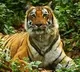 Nallamala Forest Tiger Population Reaches 87