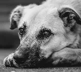 Dog nail scratch leads to youth death in Bhadradri Kothagudem