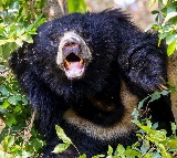 Bear Attack Kills Wife and Husband in Kumram Bheem