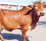 Neuro implants for milk production increase in cows
