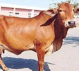 Neuro implants for milk production increase in cows