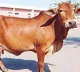 Neuro implants for milk production increase in cows