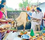 Narsampet Family Celebrates Seemantham for Pregnant Cow