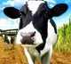 India continues to hold top position in global milk production