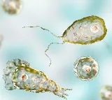 Kerala on High Alert After Brain Eating Amoeba Kills 20