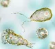 Kerala on High Alert After Brain Eating Amoeba Kills 20