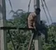 Man Climbs Electricity Pole Over Wifes Food Refusal