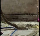 Rock Python Creates Stir in Hyderabad Old City