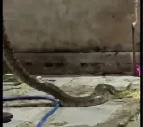 Rock Python Creates Stir in Hyderabad Old City