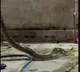 Rock Python Creates Stir in Hyderabad Old City