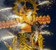 Symbol of victory of good over evil: PM Modi extends Vijayadashami greetings