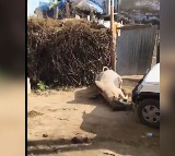 Bullock Killed in Rajasthan After Car Scratched