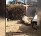 Bullock Killed in Rajasthan After Car Scratched