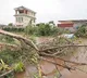 Typhoon Bualoi leaves 51 dead in Vietnam