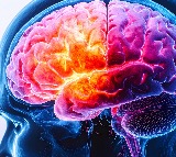 Deadly brain cancer can alter skull, immune response: Study