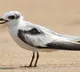 Rare coastal birds return to Chennai after four decades